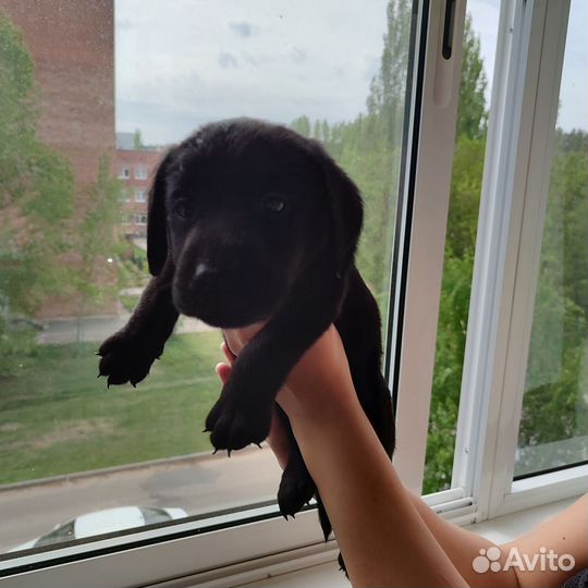 Собаки щенки