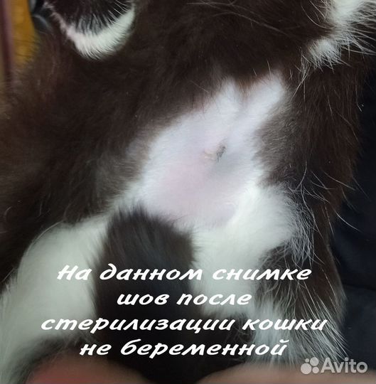 Стерилизация кошек, котов и котят