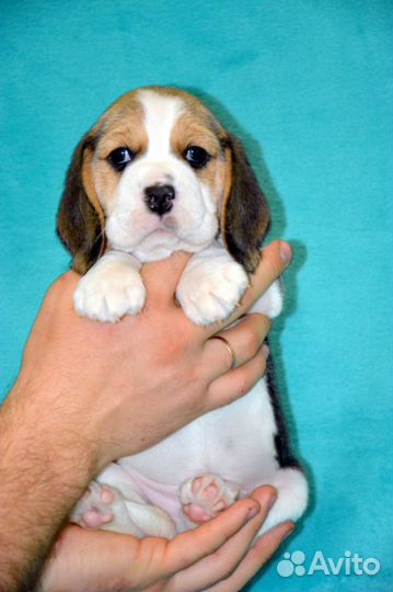 Щенки Бигля