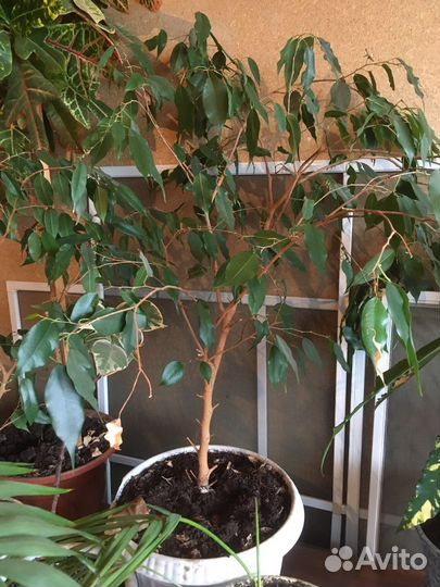 Бенджамина