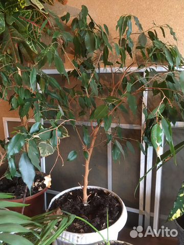 Бенджамина