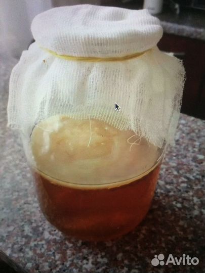 Чайный гриб с 2 или 1-литровой банкой