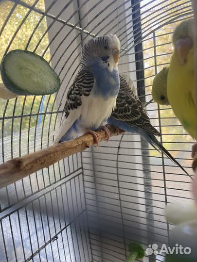 Волнистый попугай