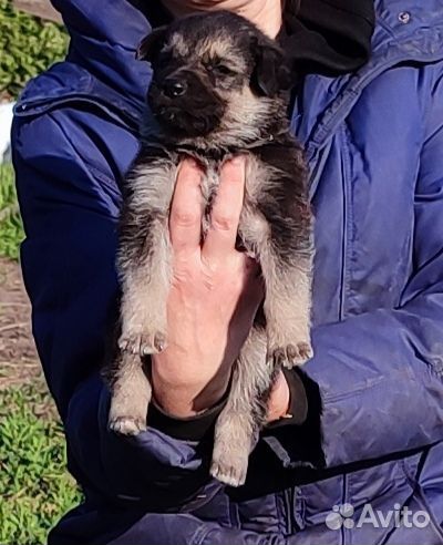 Щенки овчарки