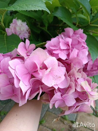 Гортензия крупнолистная саженцы