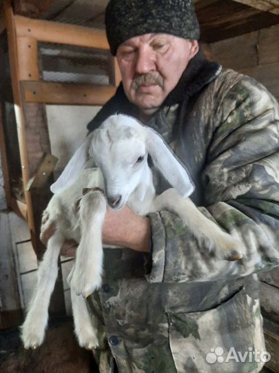 Кролик калифорнийский