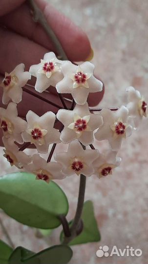 Хойя Карноза