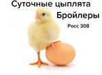 Суточные и недельные Цыплята Бройлеры росс 308