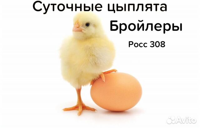 Суточные и недельные Цыплята Бройлеры росс 308 объявление продам