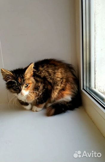 Котёнок девочка