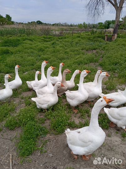 Продам гусей