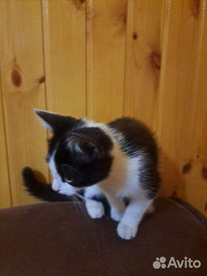 Кошка в дар