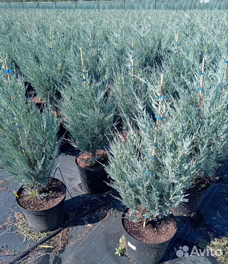 Можжевельник скальный Мунглоу