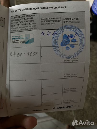 Щенок джек рассел