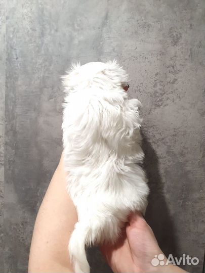 Крошка на ладошку Мальтезе