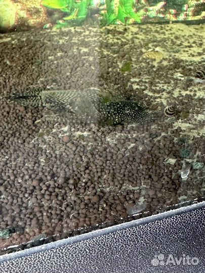 Продам рыб