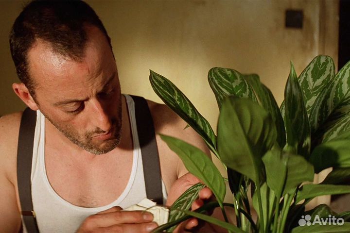 Диффенбахия