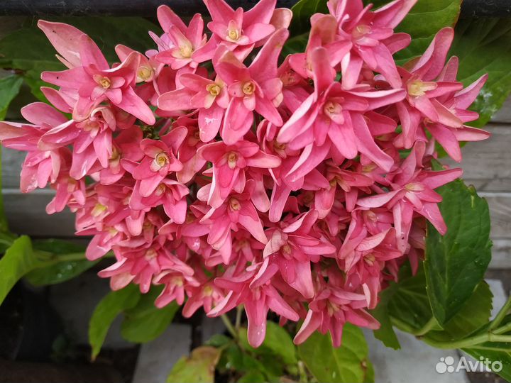 Крупнолистные гортензии