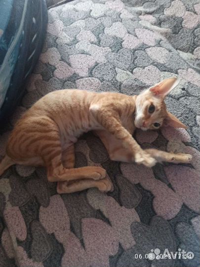 Кошка сфинкс