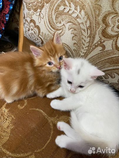 Котята