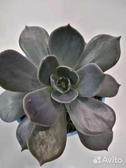 Искусственные цветы