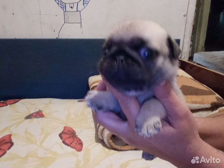 Щенки мопса