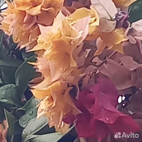 Бугинвилия