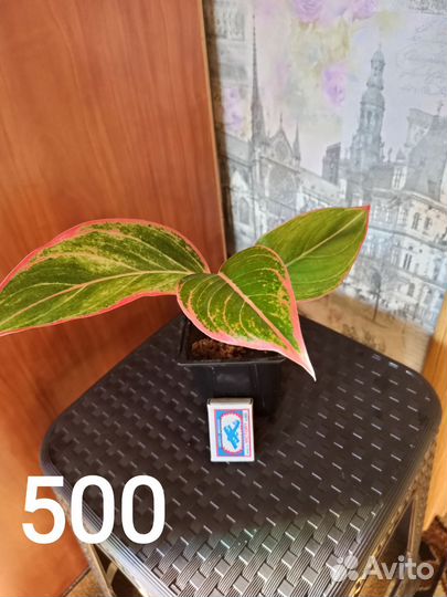 Аглаонема Аврора Сиам