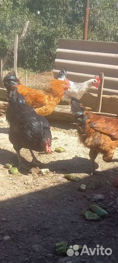 Молодые домашние петухи