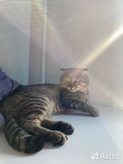 Шотландский вислоухий кот