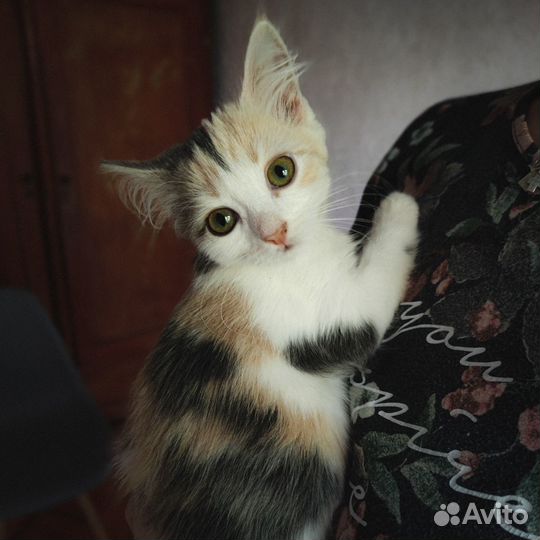 Милый котенок