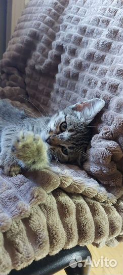 Котенок в добрые руки