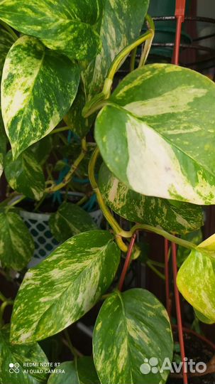 Комнатные растения