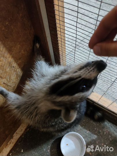 Енот полоскун