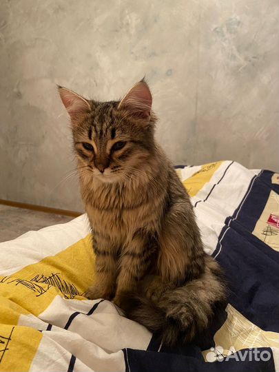 Добрый котенок