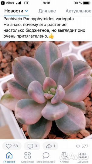 Суккуленты