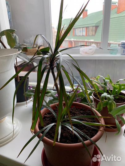 Комнатные цветы