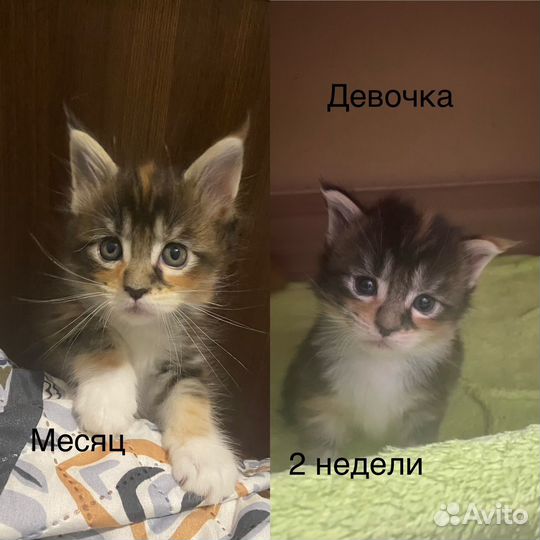 Майн кун