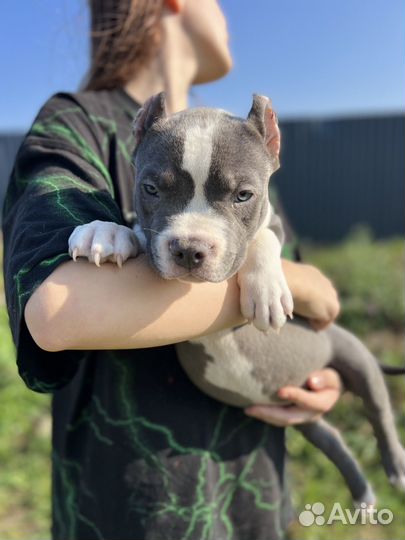 Американский булли классик