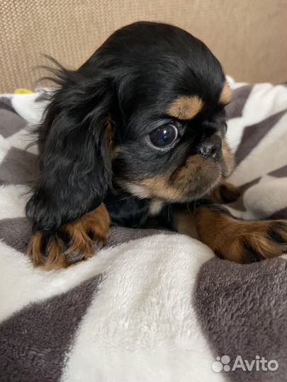 Щенки спаниель