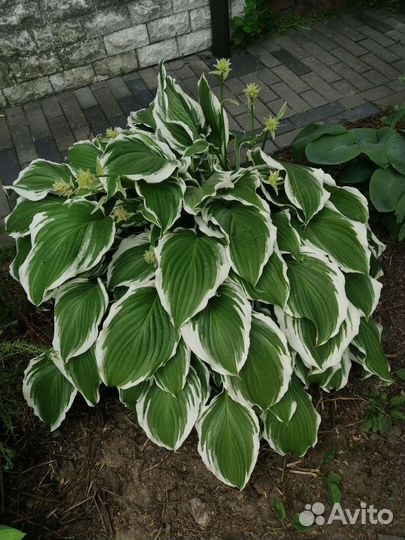 Хоста Albomorginata