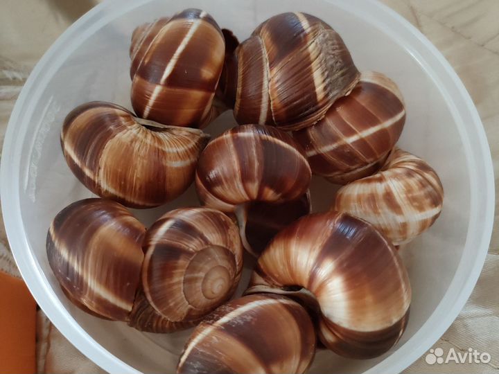 Камни, ракушки (в коробке)