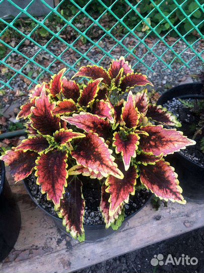 Колеусы сортовые