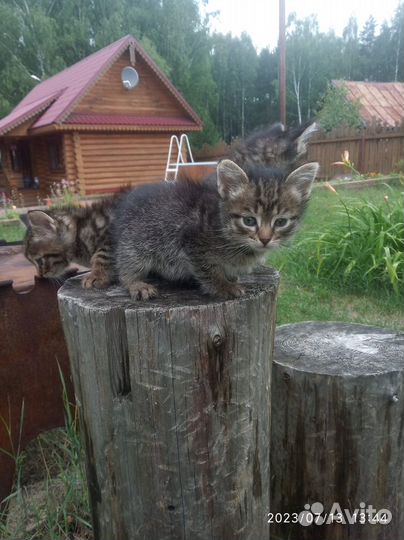 Котенок