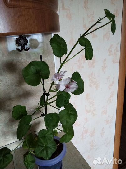 Пеларгония герань ампельная