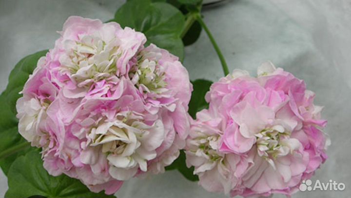 Пеларгонии сортовые