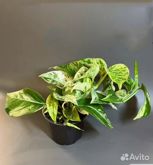 Сциндапсус марбл квин черенок укоренëнный