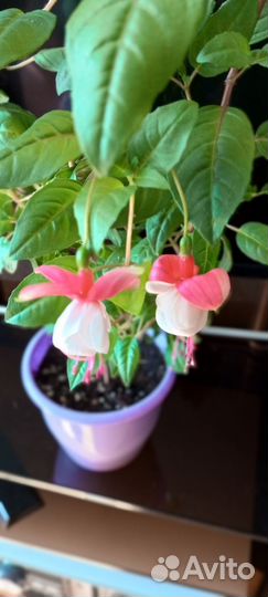 Фуксия Балерина