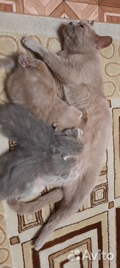 Шотландская вислоухая