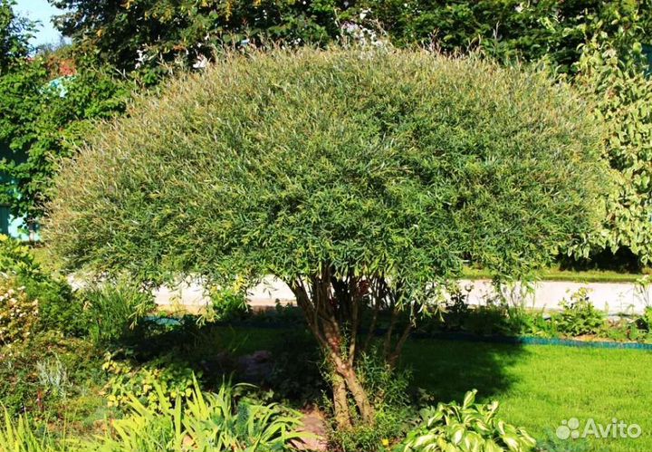 Ива пурпурная Нана